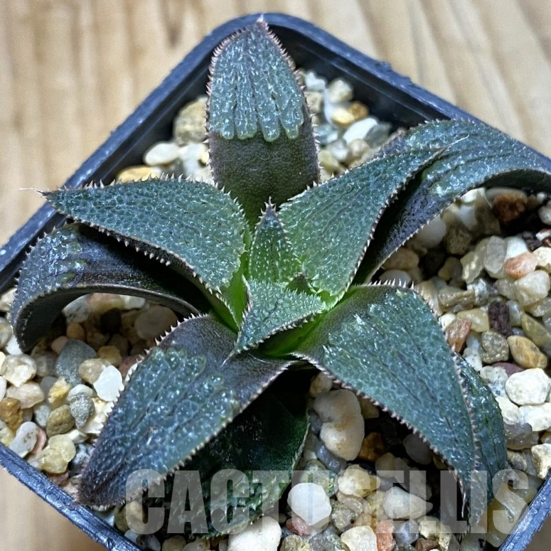 SH5325 Haworthia ‘Bev’s wonder’ hybrid