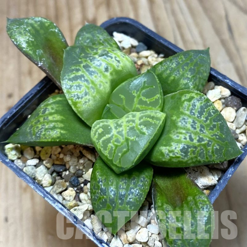 SH5326 Haworthia comptoniana 'Kamen Butokai'