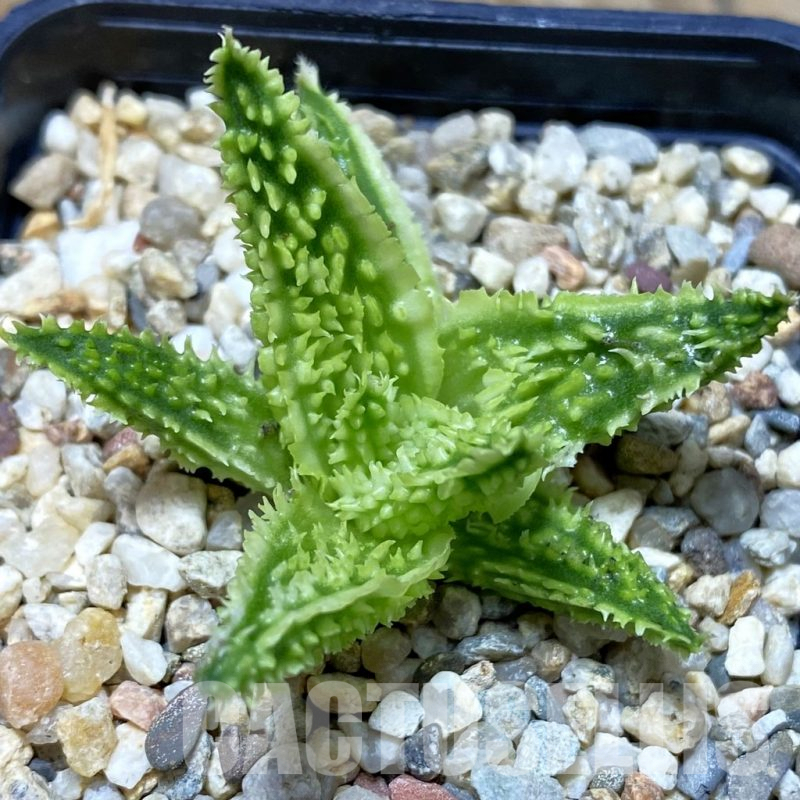 SH5329 Aloe TCT hybrid