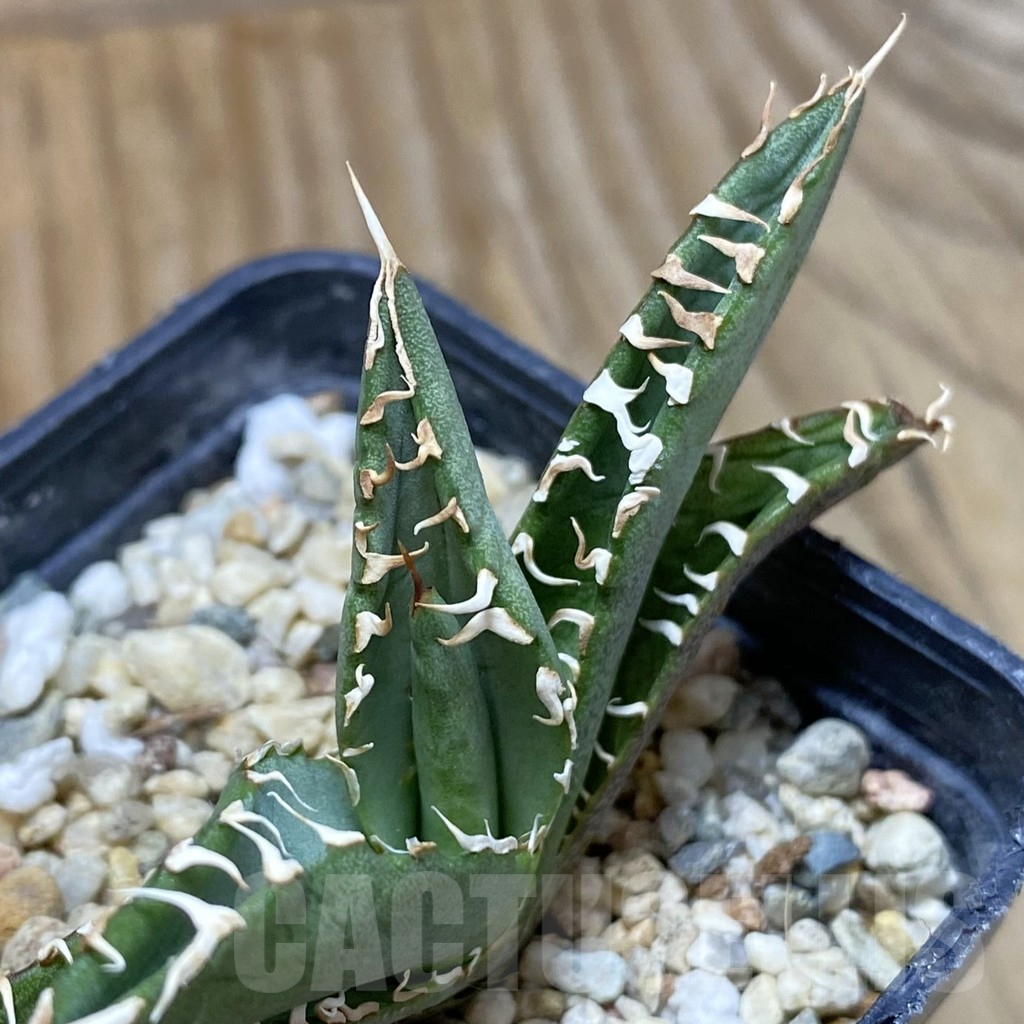 SH5332 Agave oteroi GC6