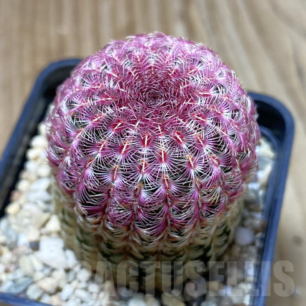 SH5276 Echinocereus rigidissimus v. rubispinus