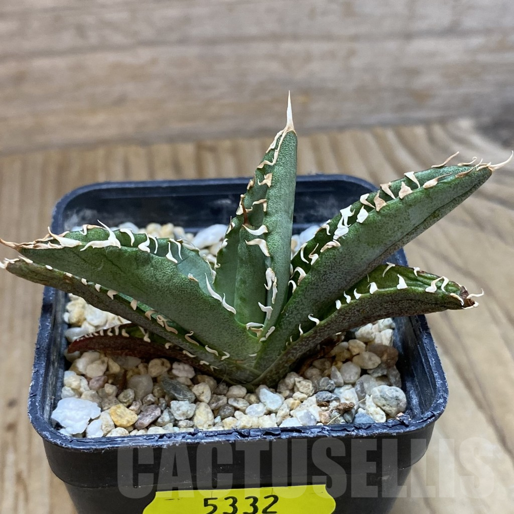 SH5332 Agave oteroi GC6 - Imagen 2