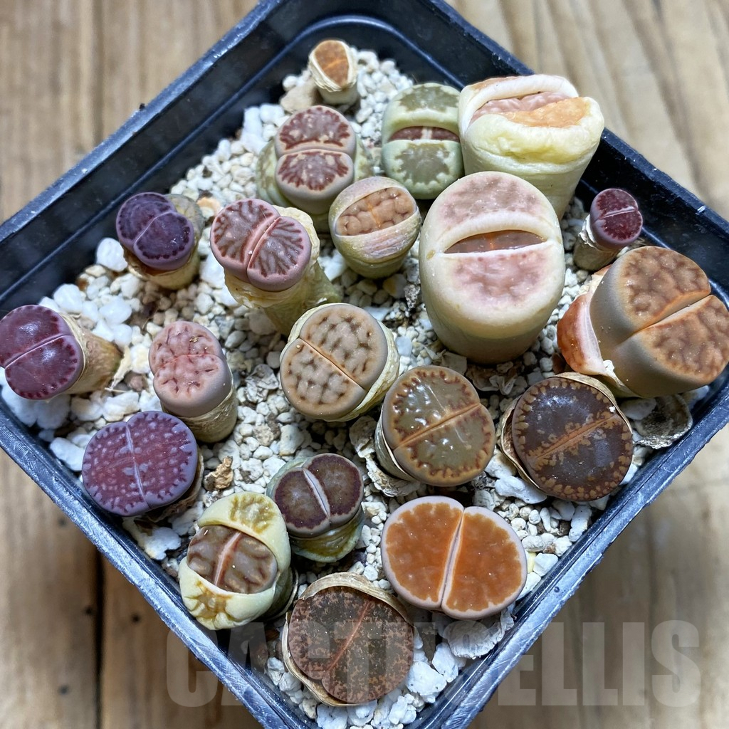 SH5270 Lithops mix