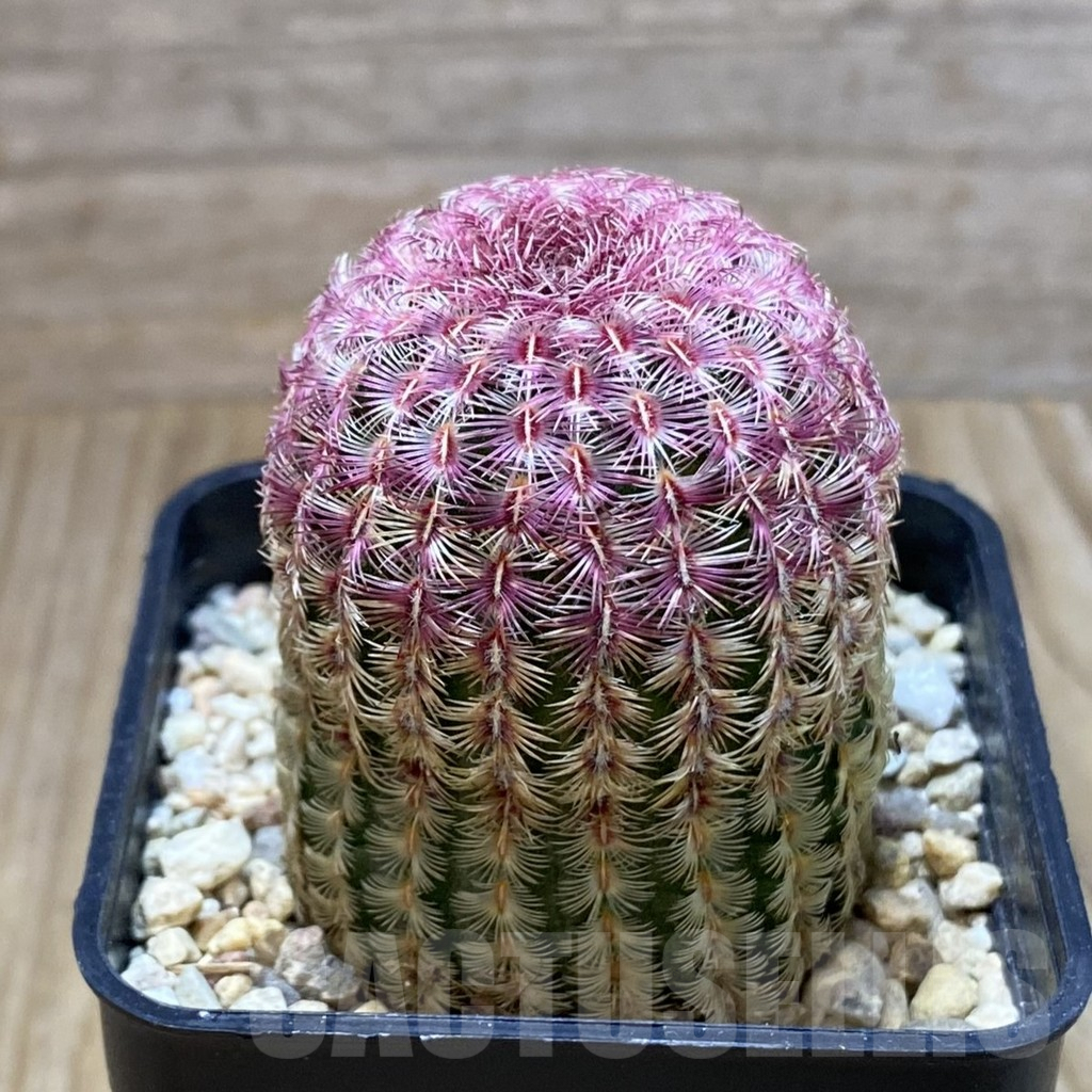 SH5276 Echinocereus rigidissimus v. rubispinus - Зображення 2