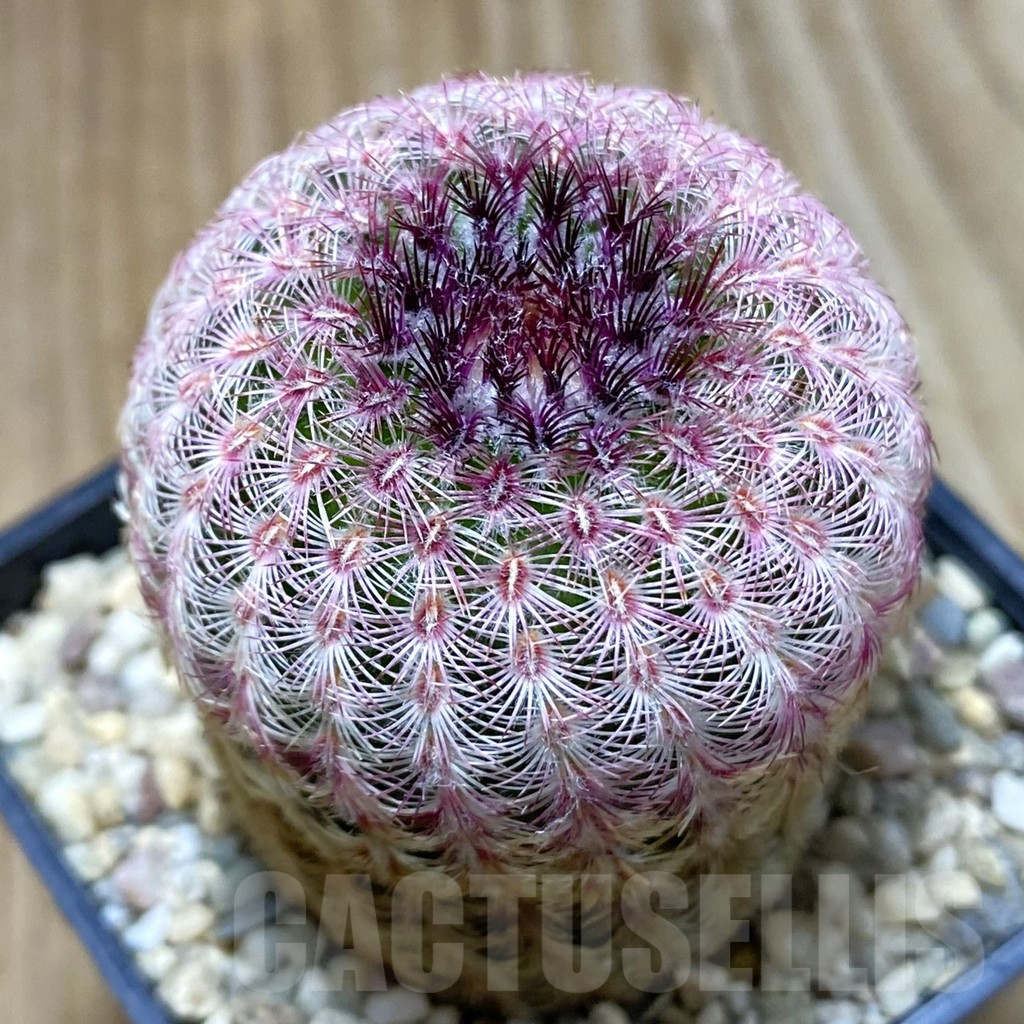 SH5277 Echinocereus rigidissimus v. rubispinus