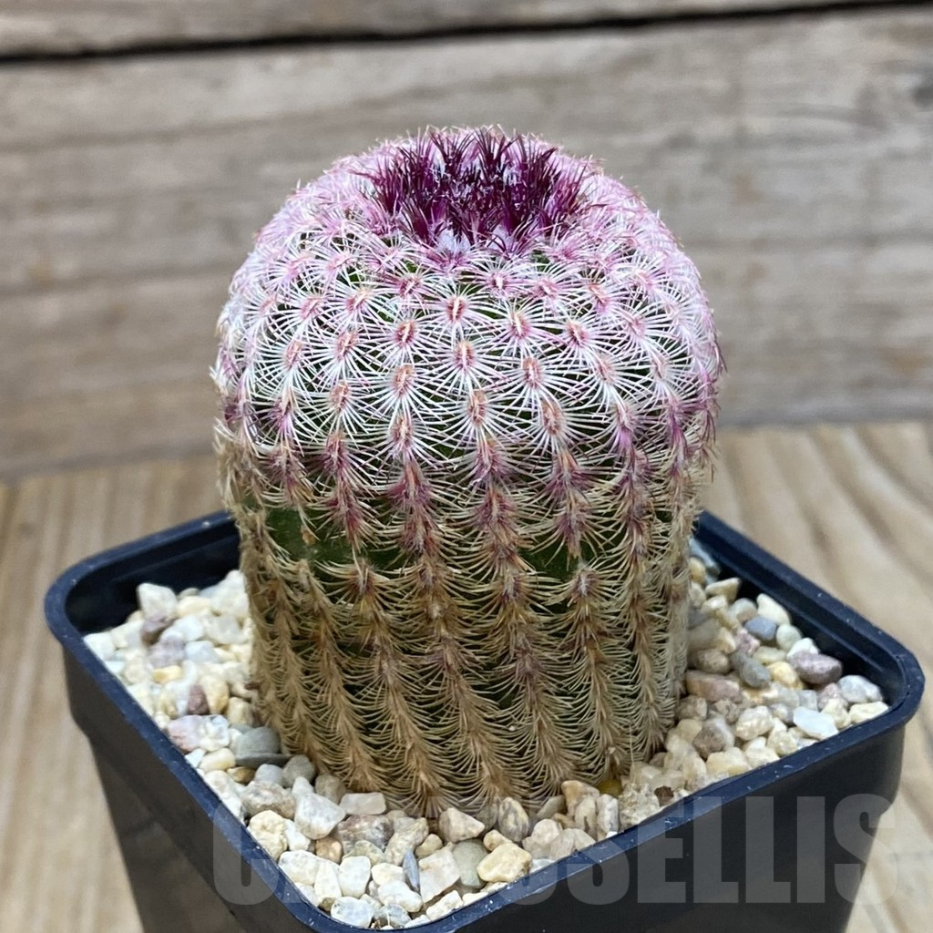 SH5277 Echinocereus rigidissimus v. rubispinus - immagine 2