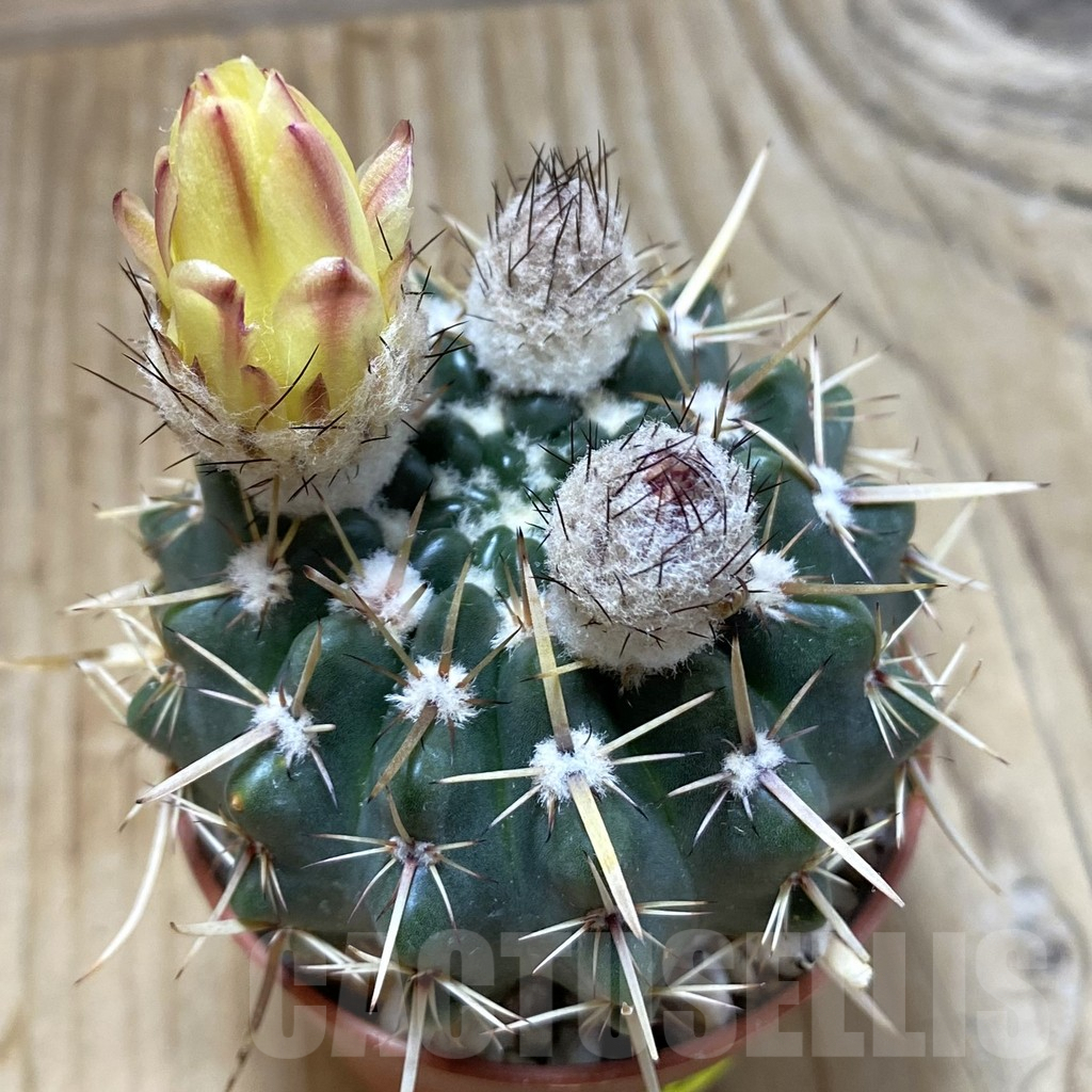 SH5278 Notocactus submammulosus