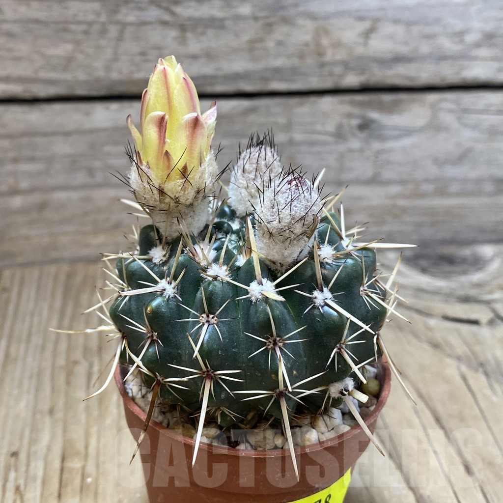 SH5278 Notocactus submammulosus – Image 2