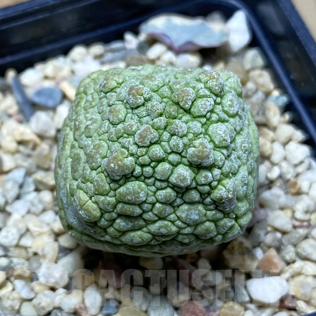 SH5279 Pseudolithos cubiformis