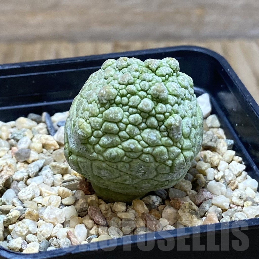 SH5279 Pseudolithos cubiformis – Image 2