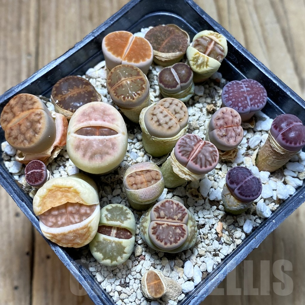 SH5270 Lithops mix - 画像 (2)