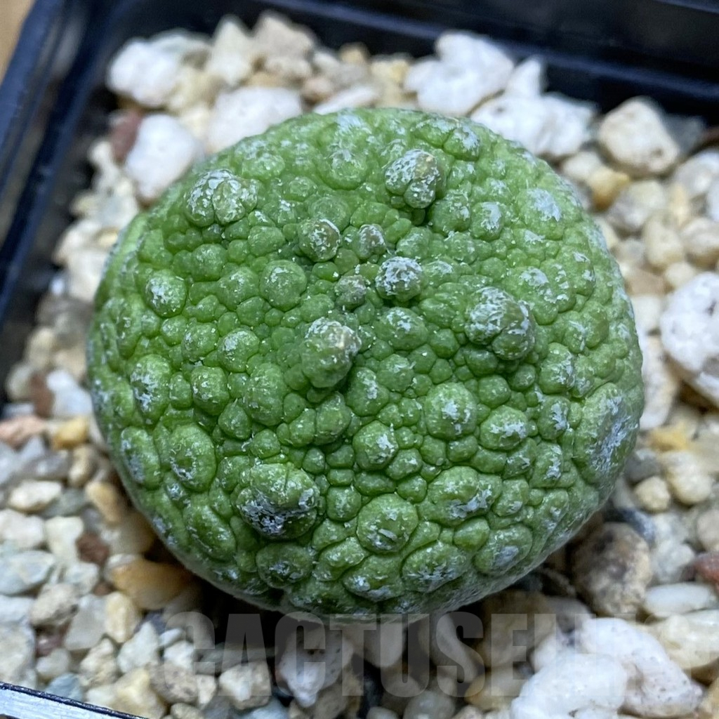 SH5280 Pseudolithos cubiformis