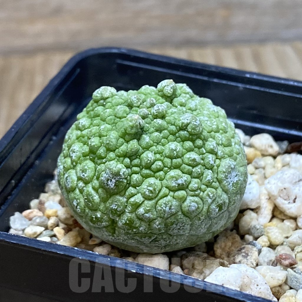 SH5280 Pseudolithos cubiformis - Зображення 2