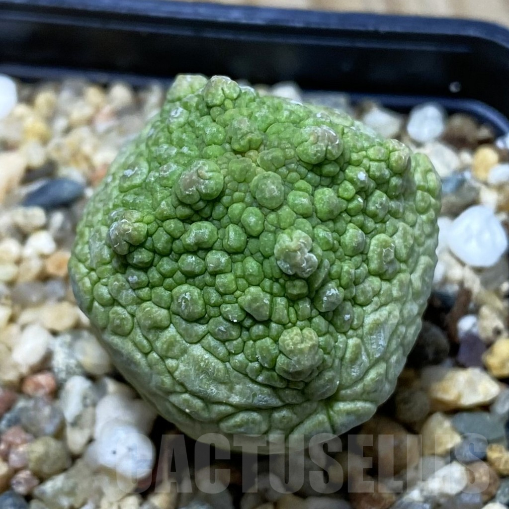 SH5281 Pseudolithos cubiformis
