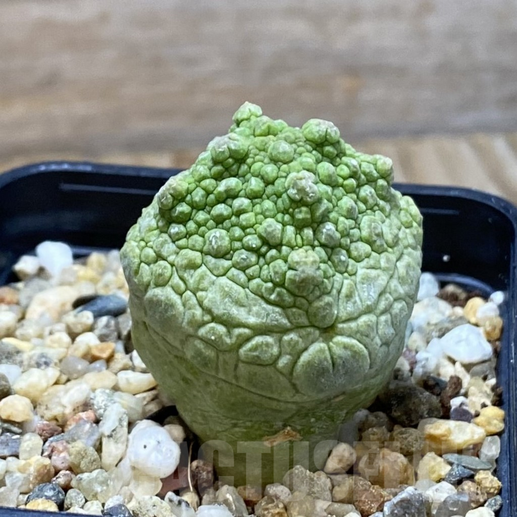 SH5281 Pseudolithos cubiformis - immagine 2