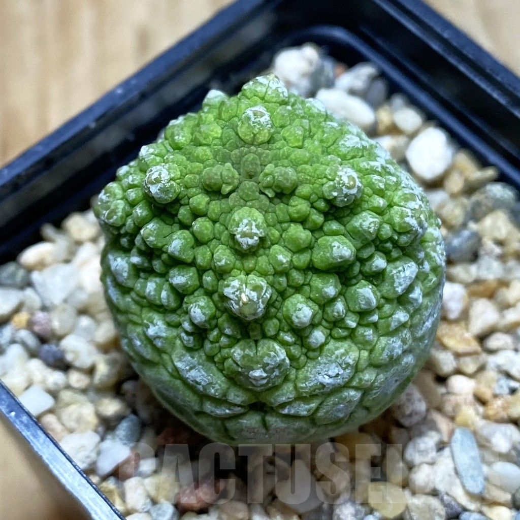 SH5282 Pseudolithos cubiformis