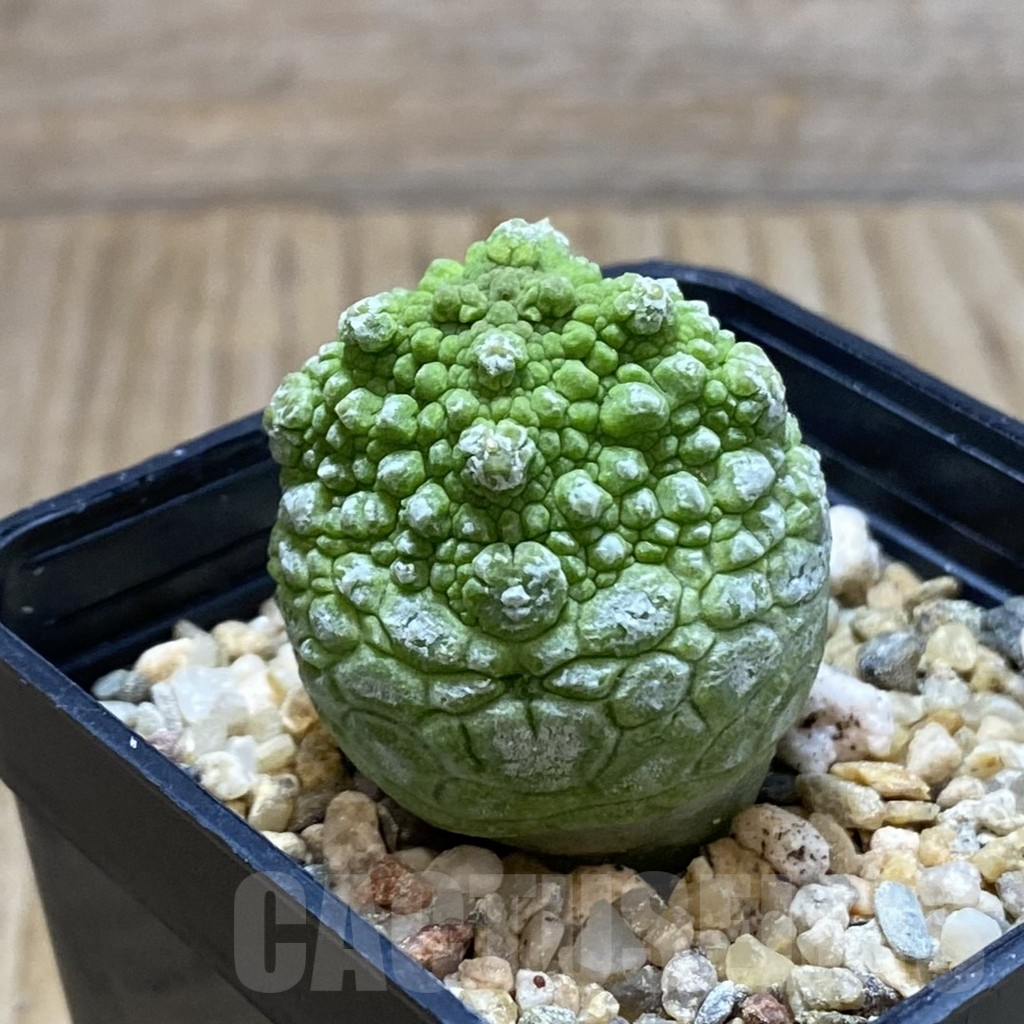 SH5282 Pseudolithos cubiformis - immagine 2