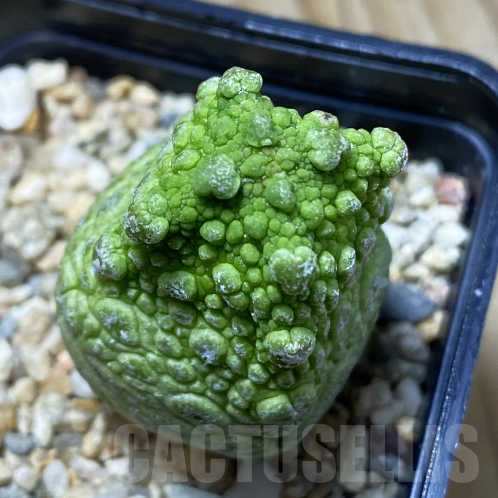 SH5283 Pseudolithos cubiformis