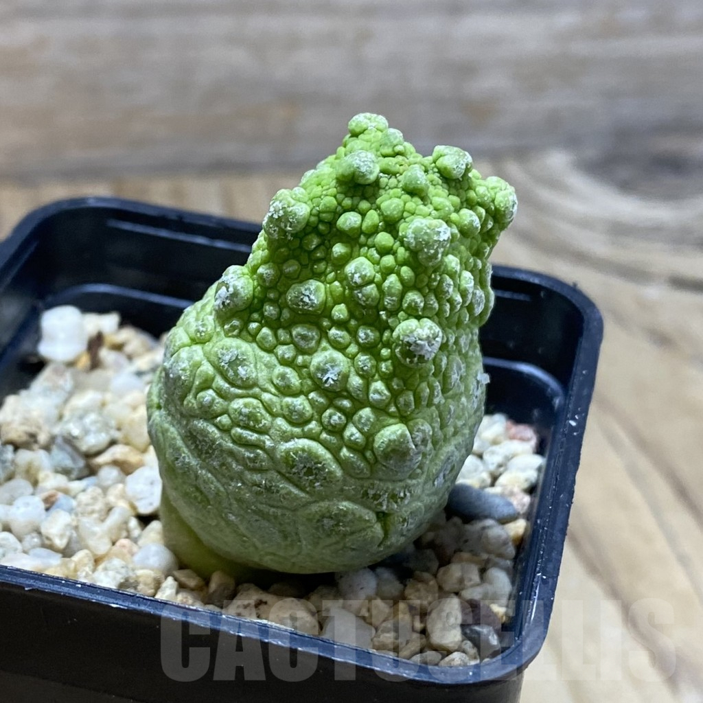 SH5283 Pseudolithos cubiformis - immagine 2