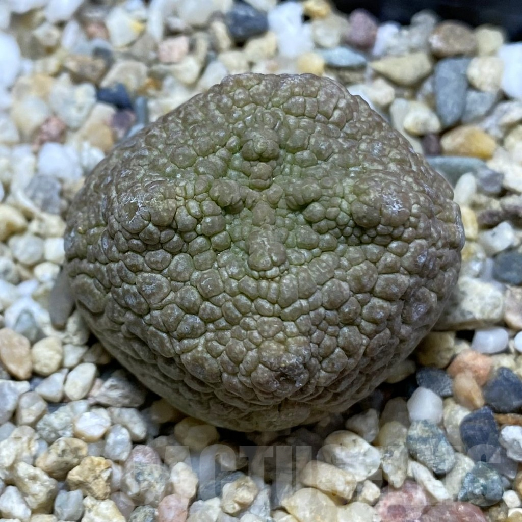 SH5285 Pseudolithos cubiformis