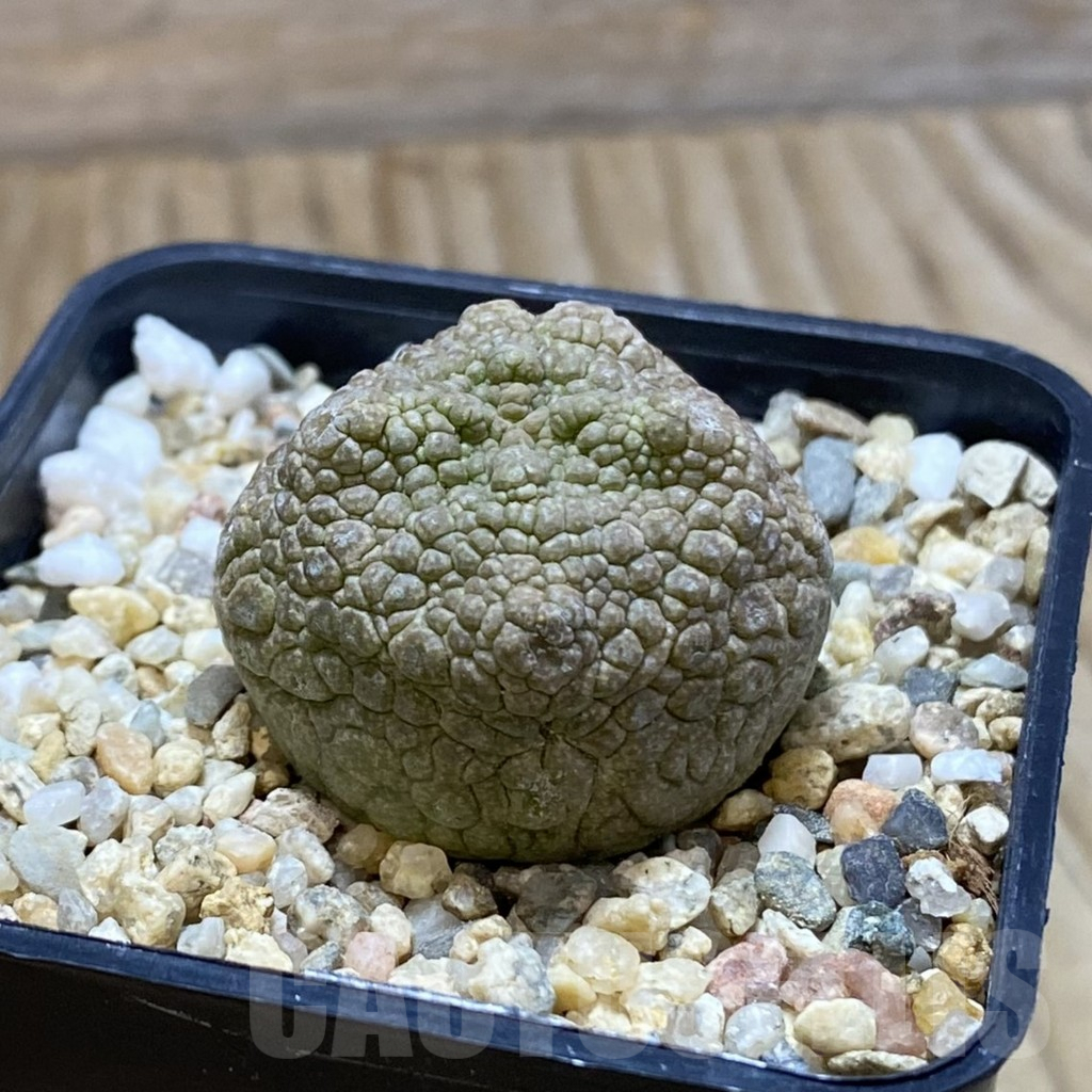 SH5285 Pseudolithos cubiformis – Bild 2