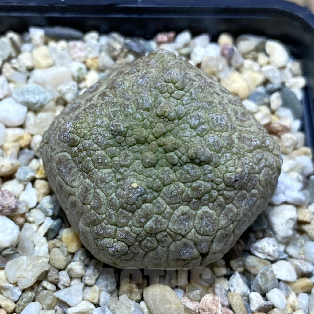 SH5286 Pseudolithos cubiformis