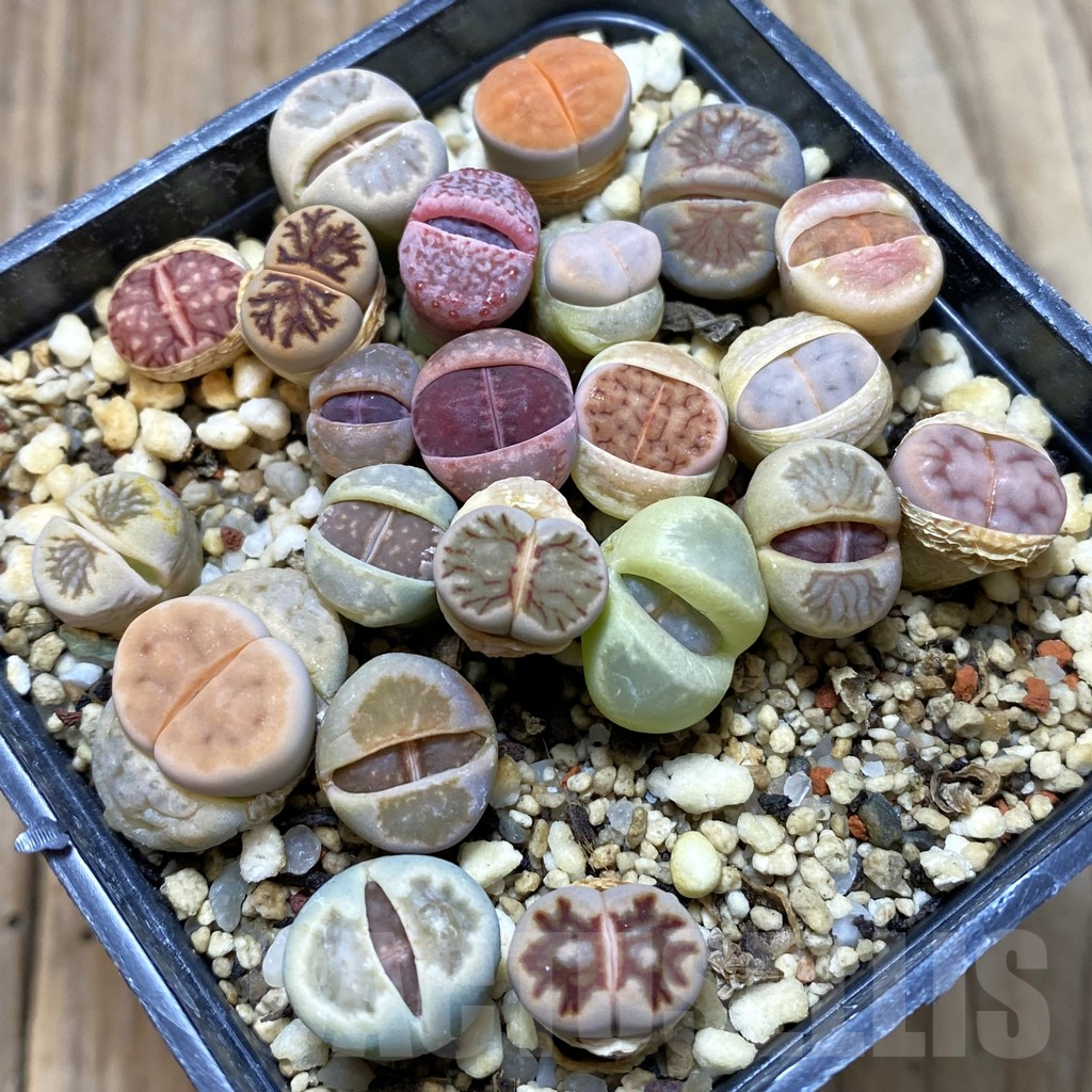 SH5271 Lithops mix