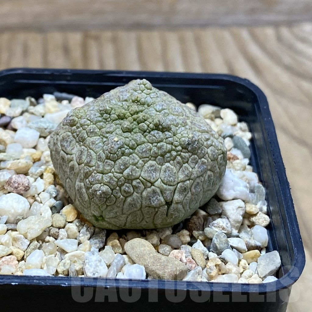 SH5286 Pseudolithos cubiformis - Obrázek 2