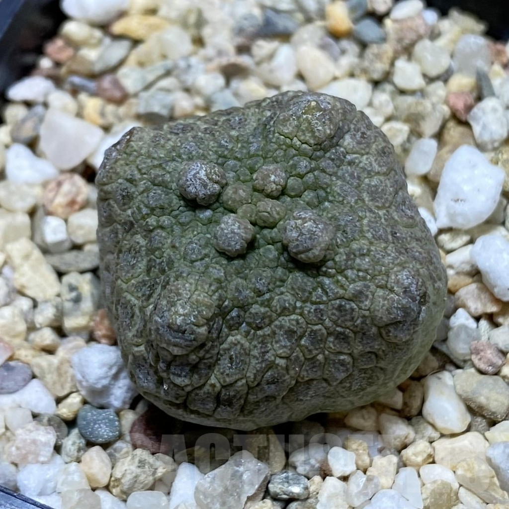 SH5287 Pseudolithos cubiformis