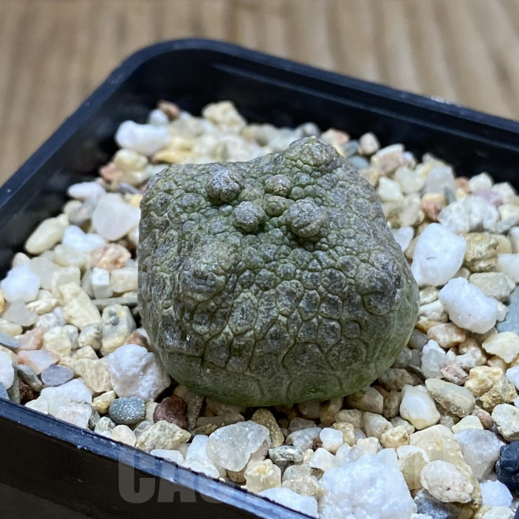 SH5287 Pseudolithos cubiformis - Зображення 2