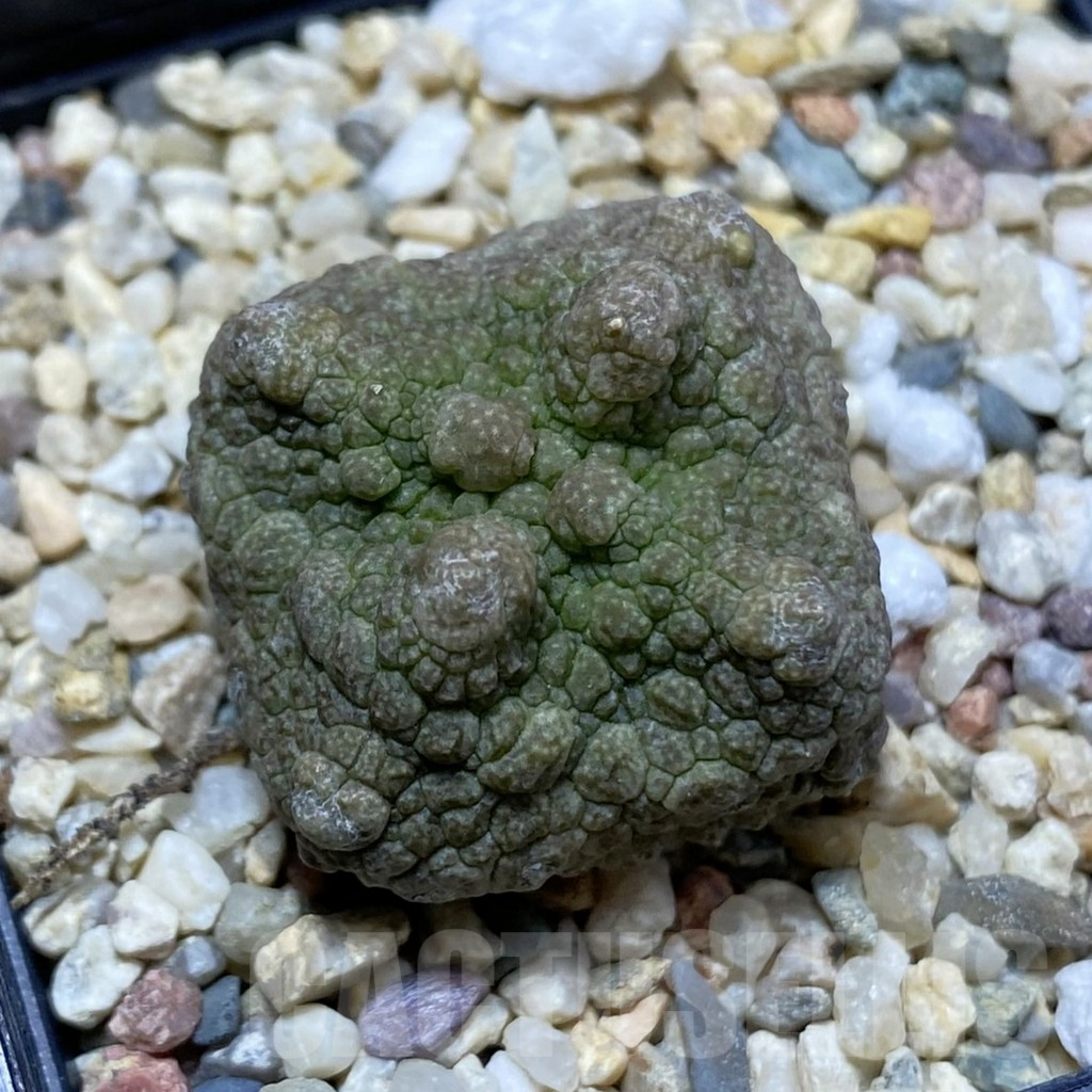 SH5288 Pseudolithos cubiformis