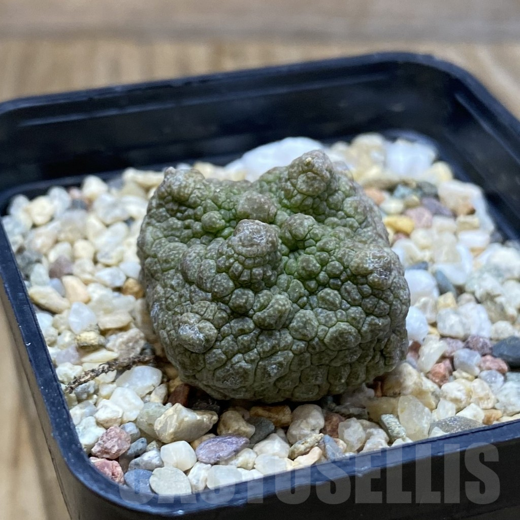 SH5288 Pseudolithos cubiformis - Obrázek 2