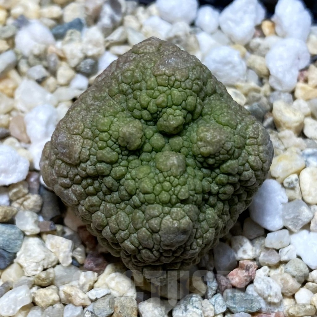 SH5289 Pseudolithos cubiformis