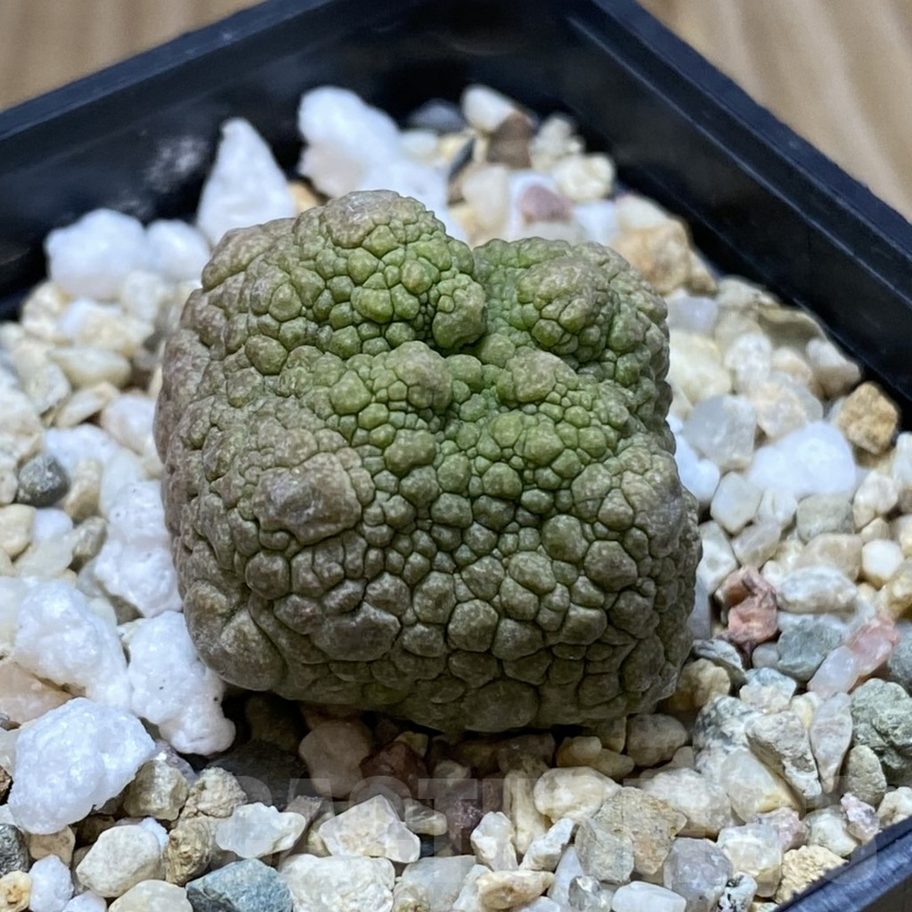 SH5289 Pseudolithos cubiformis - Obrázek 2