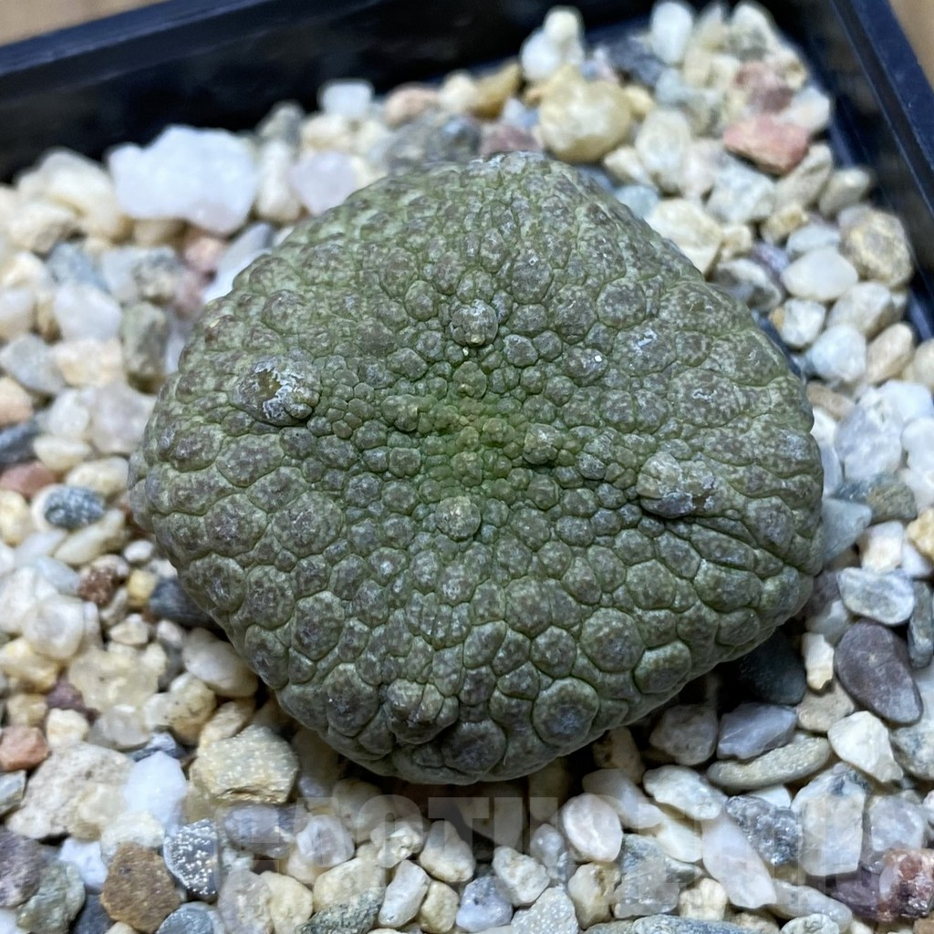 SH5290 Pseudolithos cubiformis