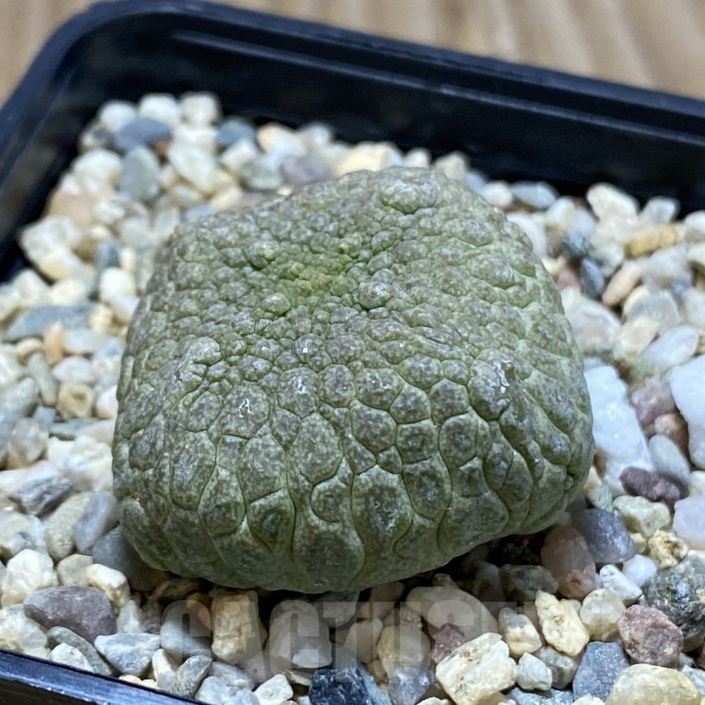 SH5290 Pseudolithos cubiformis - Obrázek 2