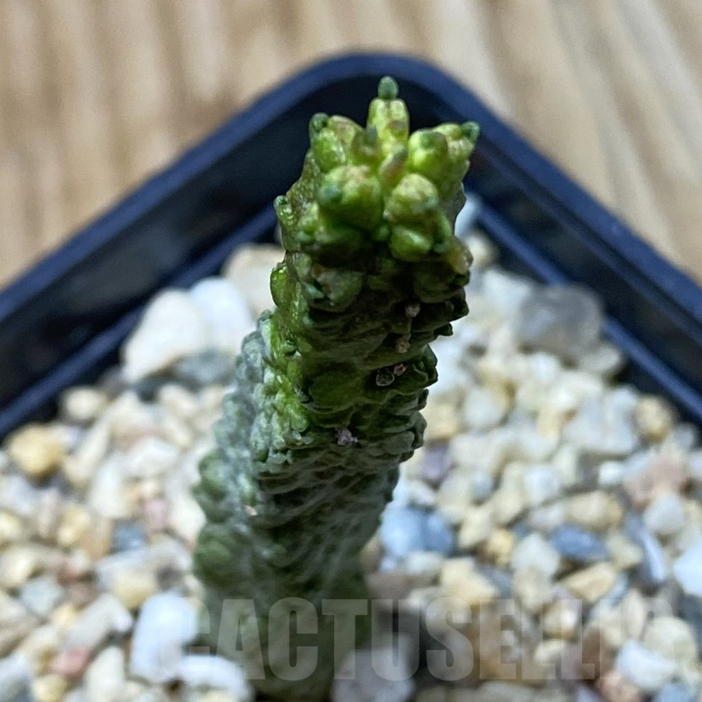 SH5292 Pseudolithos dodsonianus