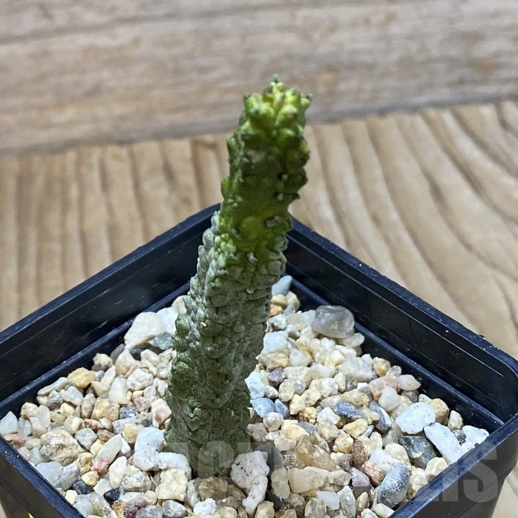 SH5292 Pseudolithos dodsonianus - Image 2