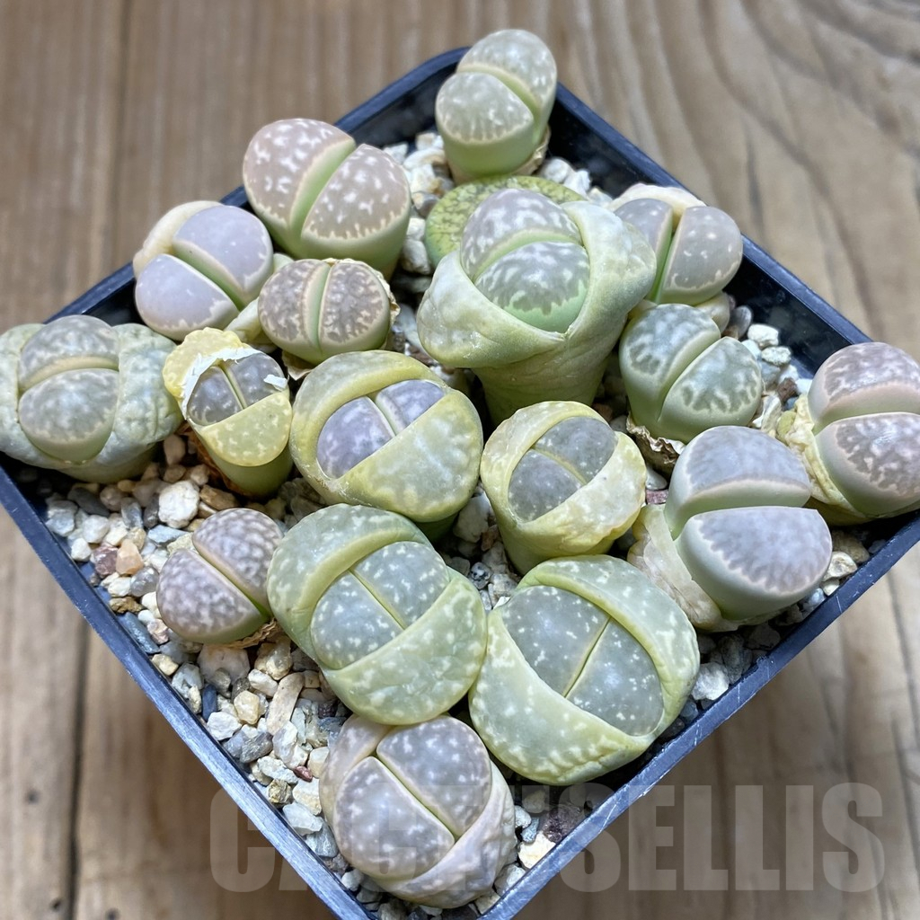 SH5272 Lithops marmorata mix - 画像 (2)