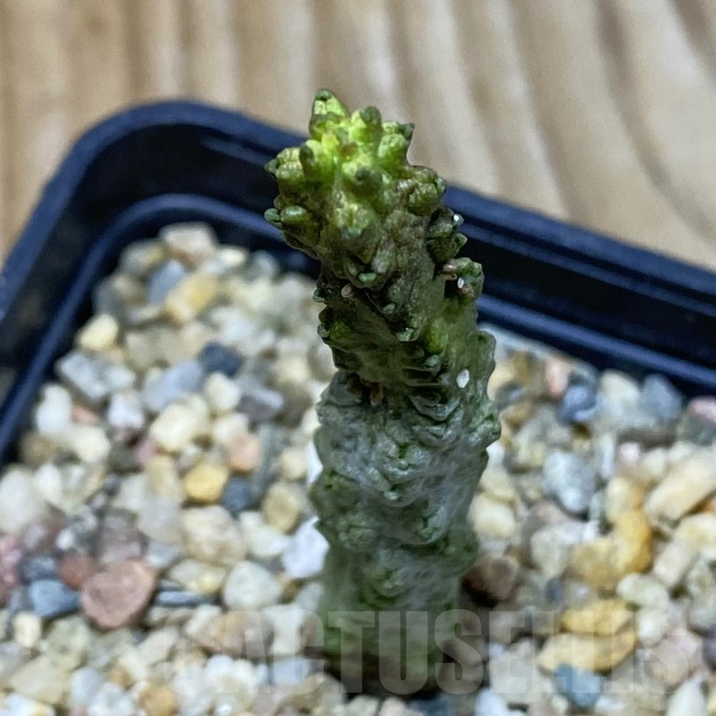 SH5293 Pseudolithos dodsonianus