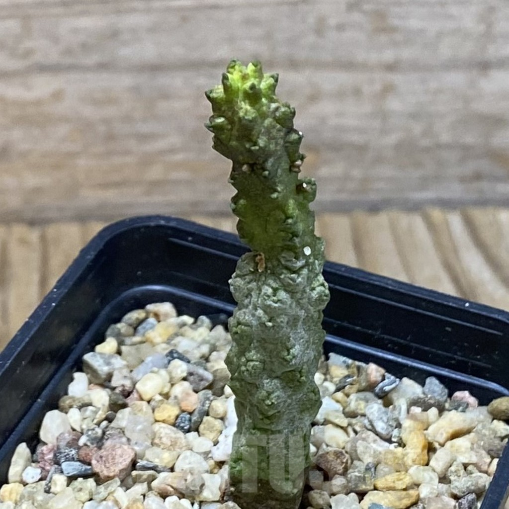 SH5293 Pseudolithos dodsonianus - Image 2