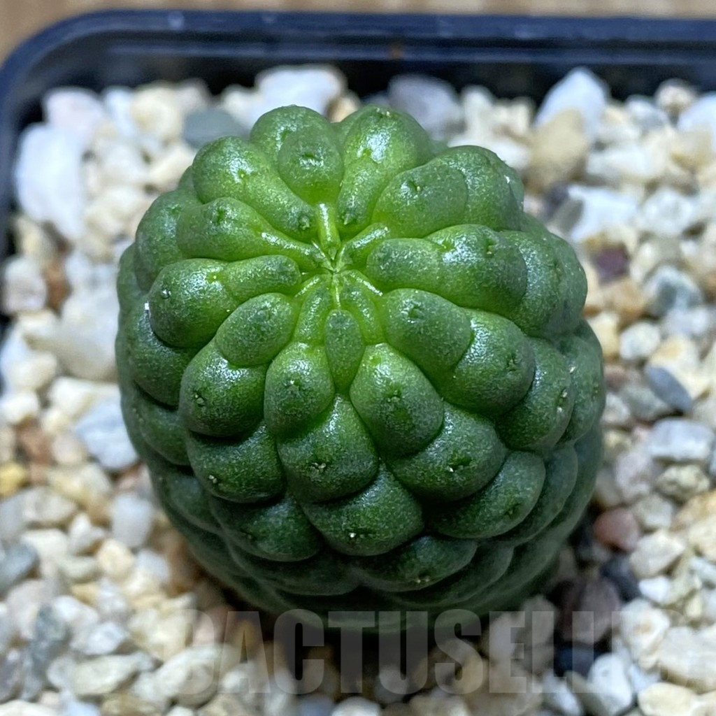 SH5295 Trichocaulon cactiformis