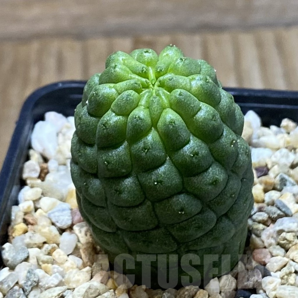 SH5295 Trichocaulon cactiformis - Image 2