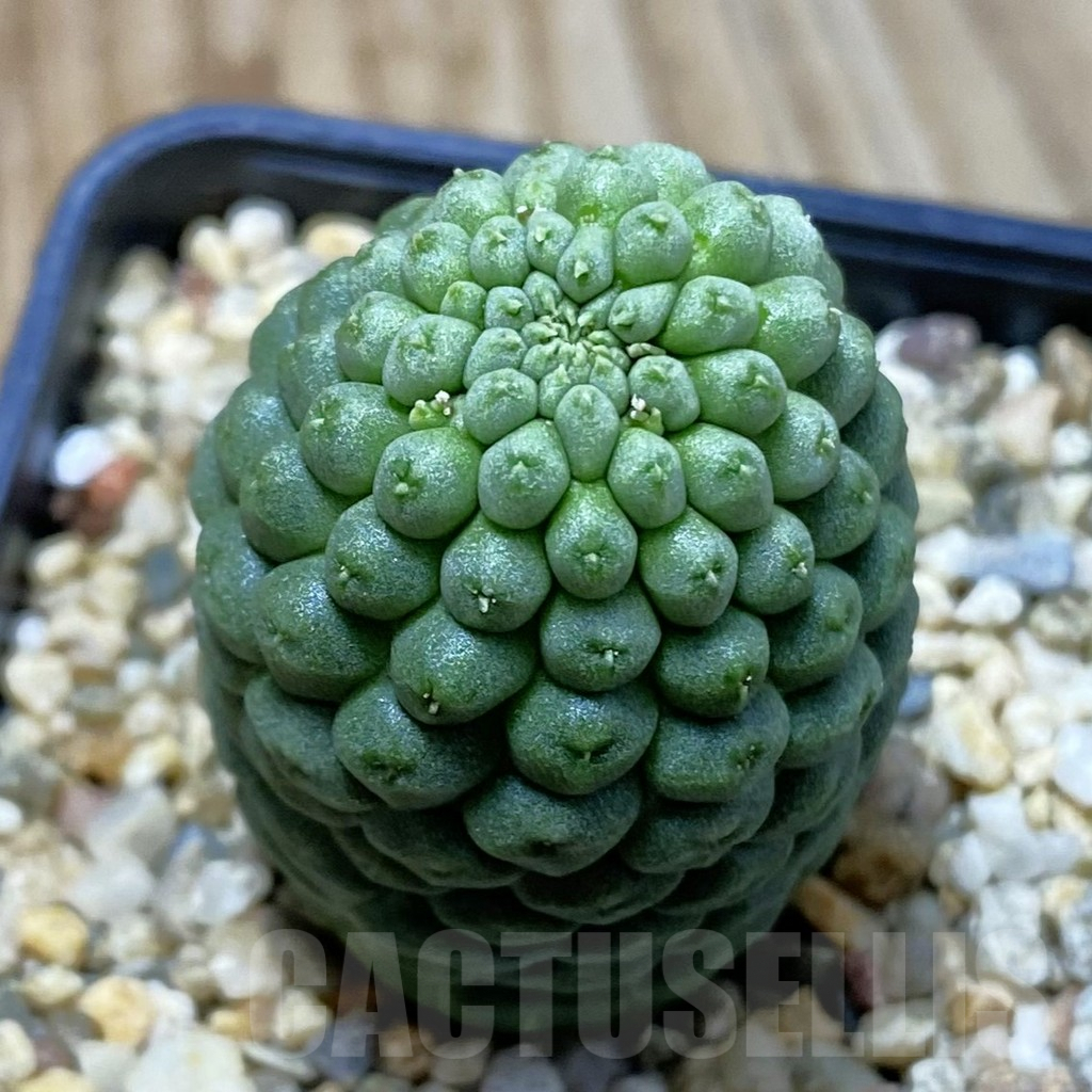 SH5296 Trichocaulon cactiformis
