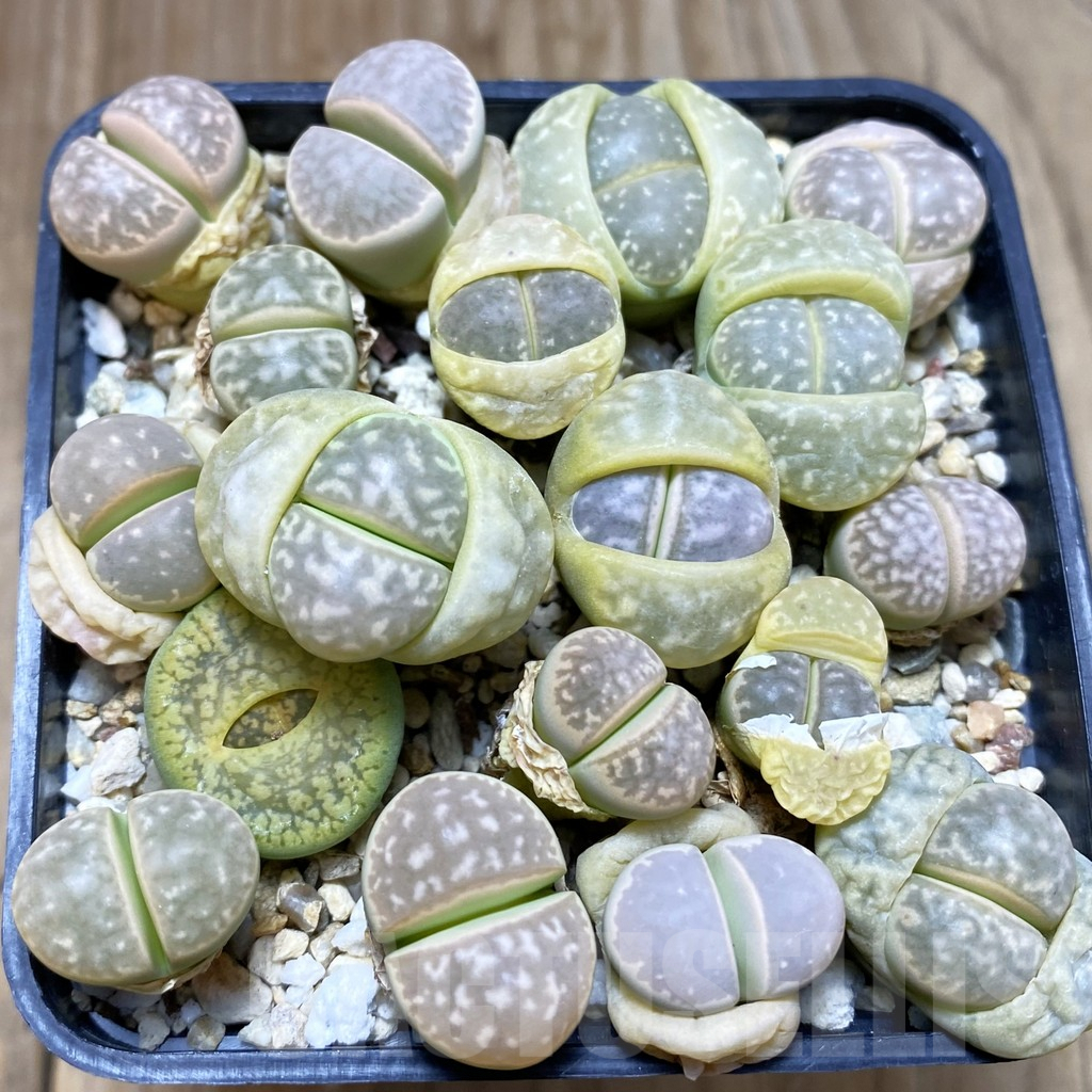 SH5272 Lithops marmorata mix