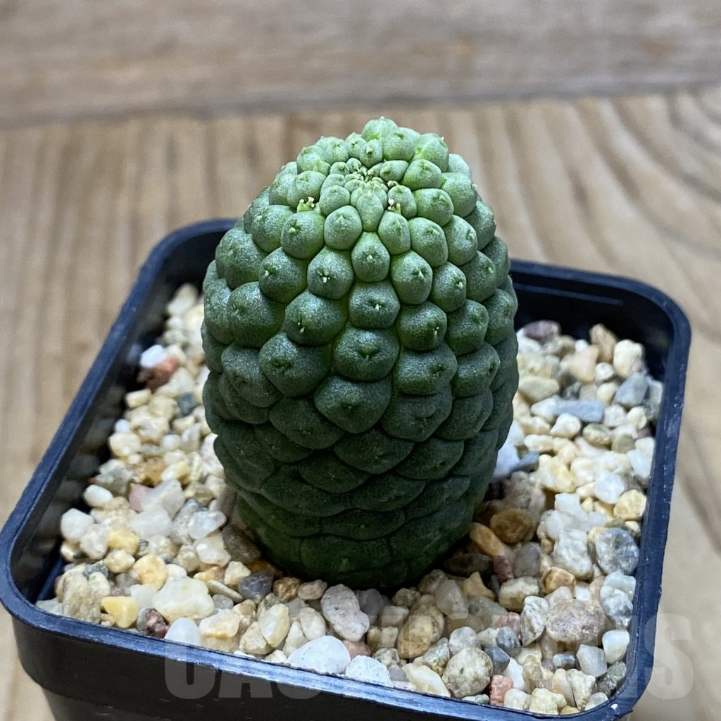 SH5296 Trichocaulon cactiformis - immagine 2