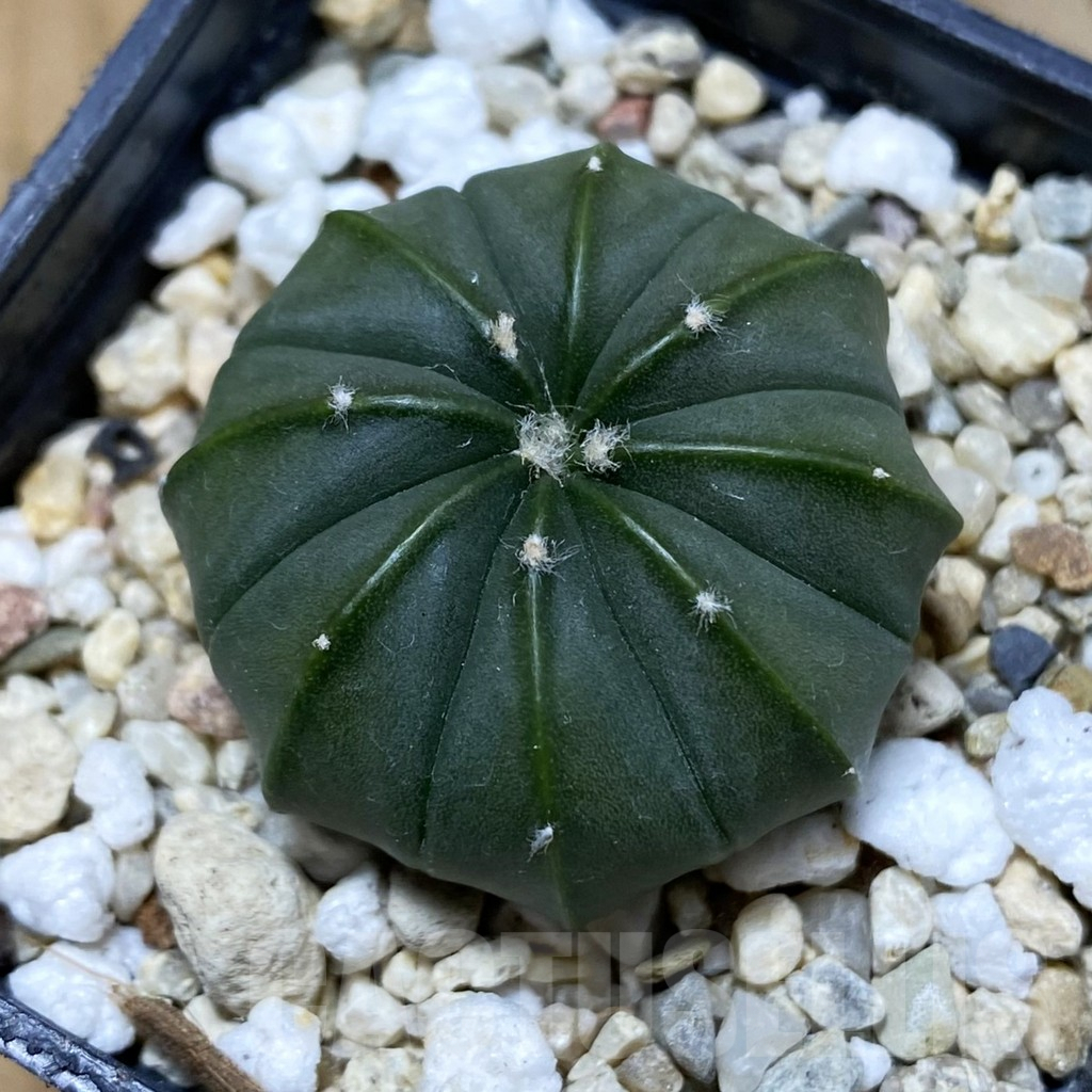 SH5298 Astrophytum asterias f. nudum