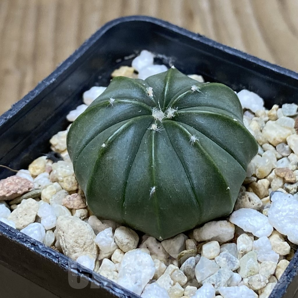 SH5298 Astrophytum asterias f. nudum - Image 2