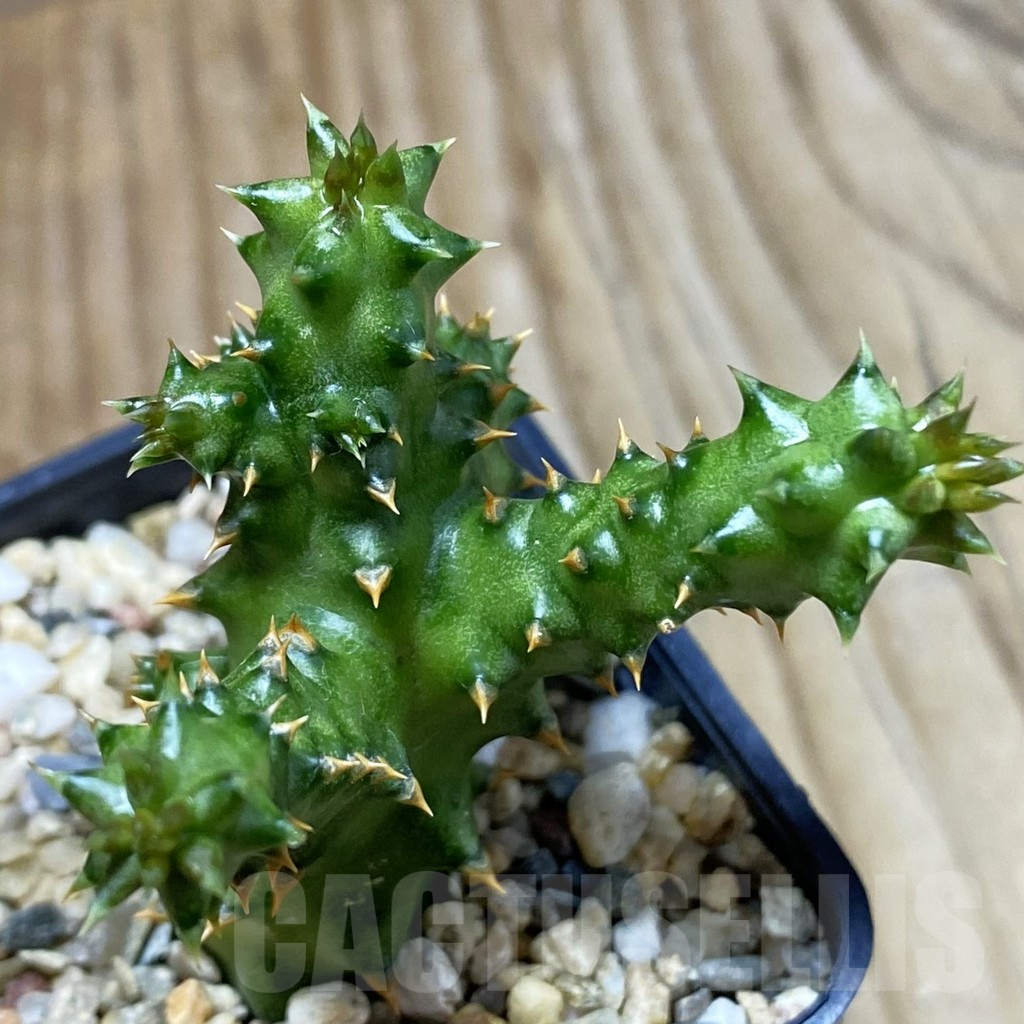 SH5300 Edithcolea grandis, clon 1