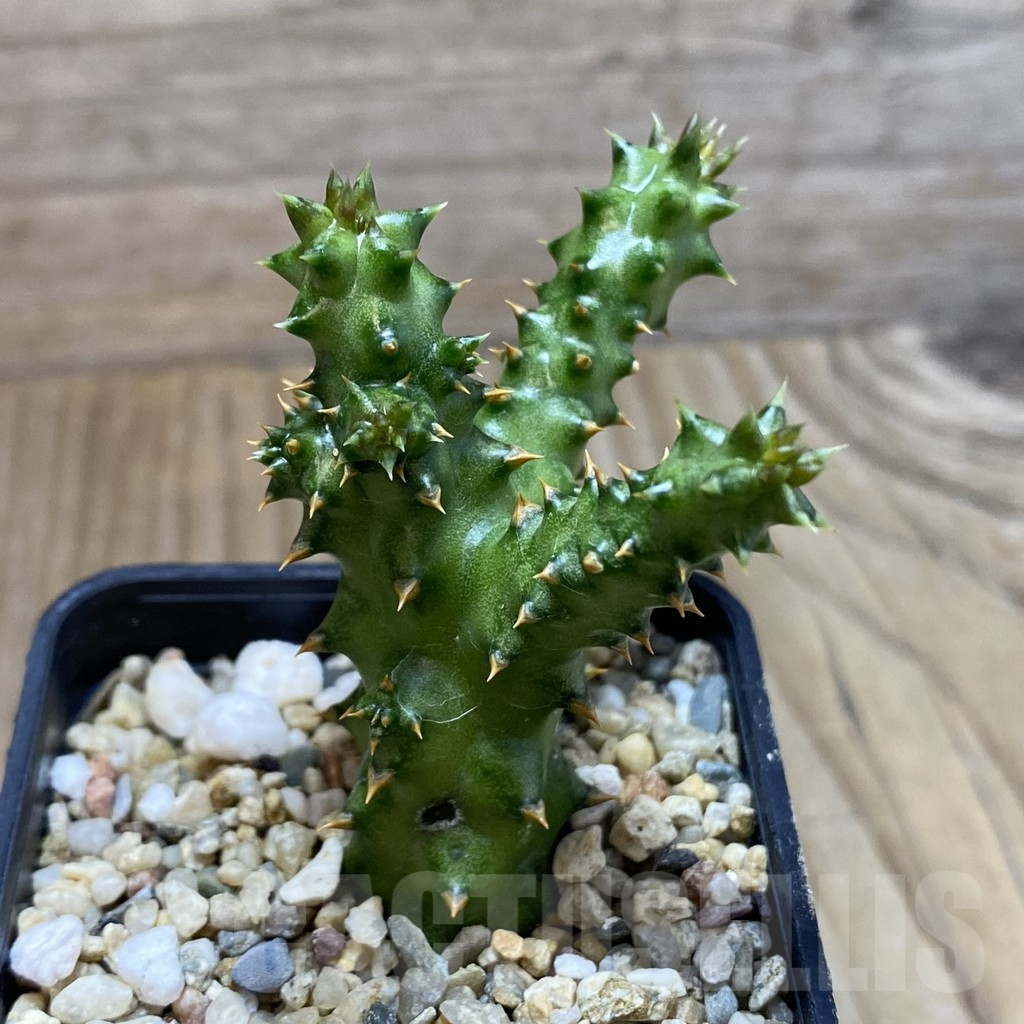 SH5300 Edithcolea grandis, clon 1 - 画像 (2)